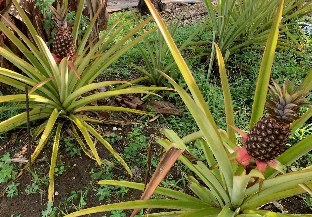Green Queendom Farm And Lodging Oracabessa 0*,  Jamajka
