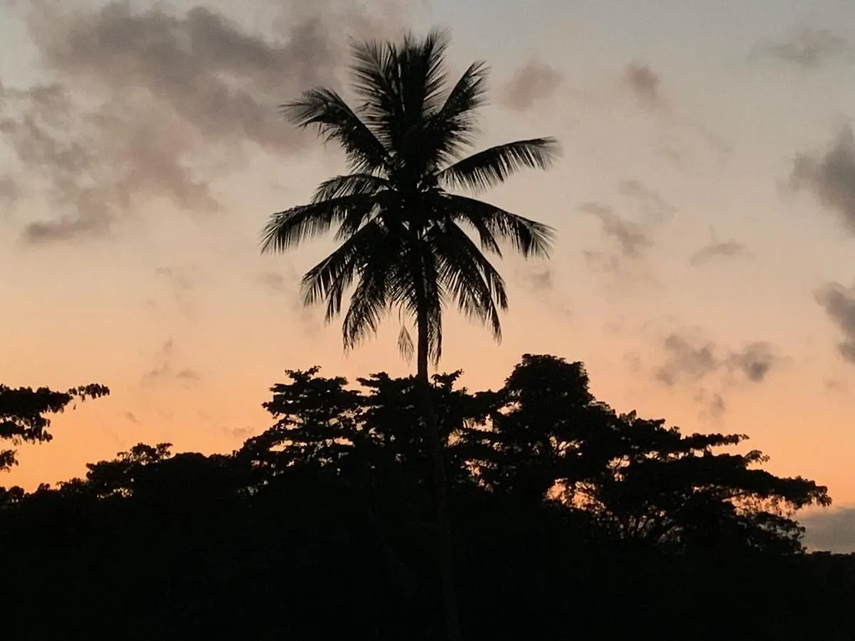 Vandrarhem Green Queendom Farm And Lodging Oracabessa Jamaica