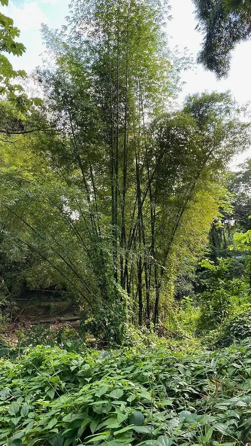Green Queendom Farm And Lodging Oracabessa 0*,