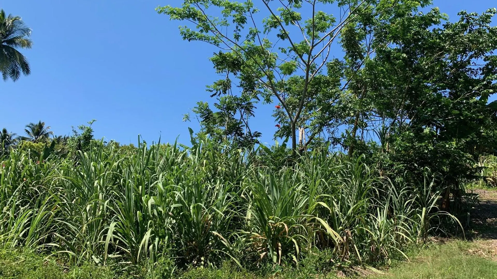 Vandrarhem Green Queendom Farm And Lodging Oracabessa
